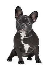 Image showing French Bulldog