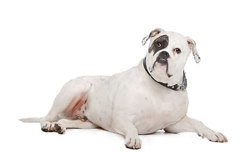 Image showing American Bulldog
