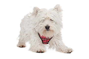 Image showing West Highland White Terrier