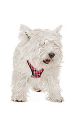 Image showing West Highland White Terrier