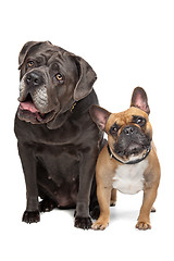 Image showing Cane Corso and French Bulldog