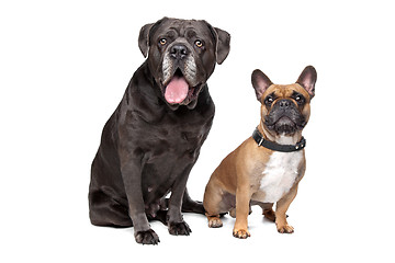 Image showing Cane Corso and French Bulldog