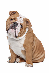 Image showing English Bulldog