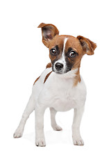 Image showing mixed breed dog