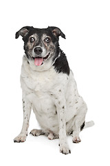 Image showing mixed breed dog