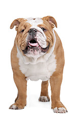 Image showing English Bulldog