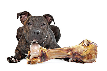 Image showing American Staffordshire terrier with a big bone