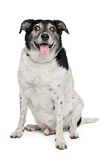 Image showing mixed breed dog