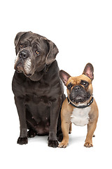 Image showing Cane Corso and French Bulldog