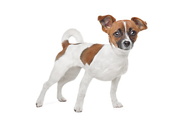 Image showing mixed breed dog