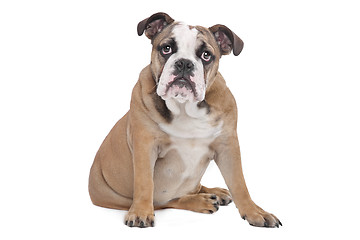 Image showing English Bulldog