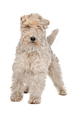 Image showing Wirehaired fox terrier