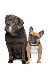 Image showing Cane Corso and French Bulldog