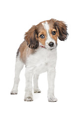 Image showing mixed breed dog