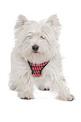 Image showing West Highland White Terrier