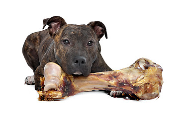 Image showing American Staffordshire terrier with a big bone
