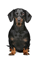 Image showing black and tan dachshund