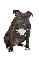 Image showing American Staffordshire Terrier