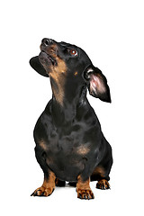 Image showing black and tan dachshund