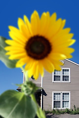 Image showing Bright sunflower