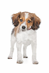 Image showing mixed breed dog