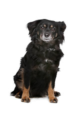 Image showing mixed breed dog