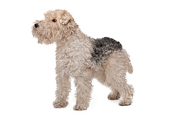 Image showing Wirehaired fox terrier