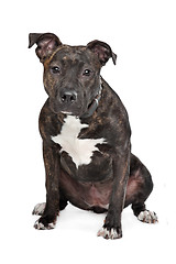 Image showing American Staffordshire Terrier