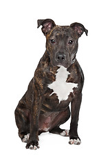 Image showing American Staffordshire Terrier