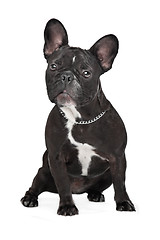 Image showing French Bulldog