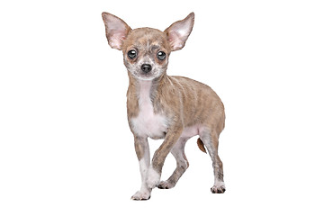 Image showing chihuahua