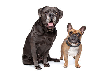 Image showing Cane Corso and French Bulldog