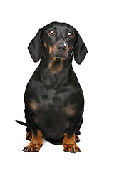 Image showing black and tan dachshund