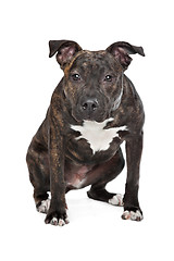 Image showing American Staffordshire Terrier