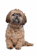 Image showing Lhasa Apso