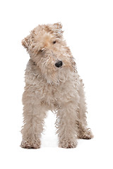 Image showing Wirehaired fox terrier