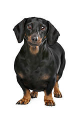 Image showing black and tan dachshund