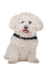 Image showing Maltese dog