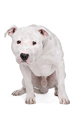 Image showing American Bulldog