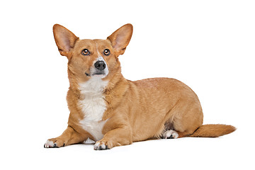 Image showing mixed breed dog