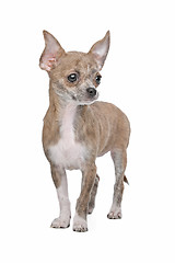 Image showing chihuahua