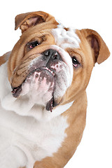 Image showing English Bulldog