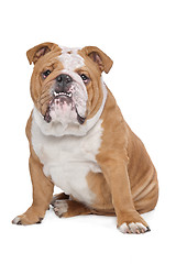 Image showing English Bulldog