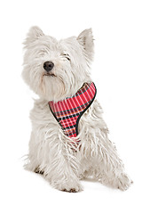 Image showing West Highland White Terrier