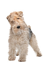 Image showing Wirehaired fox terrier