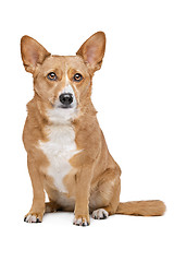 Image showing mixed breed dog