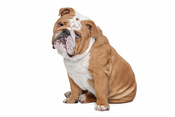 Image showing English Bulldog