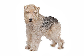 Image showing Wirehaired fox terrier