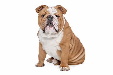 Image showing English Bulldog