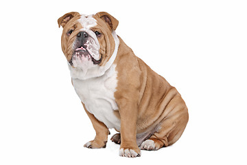 Image showing English Bulldog